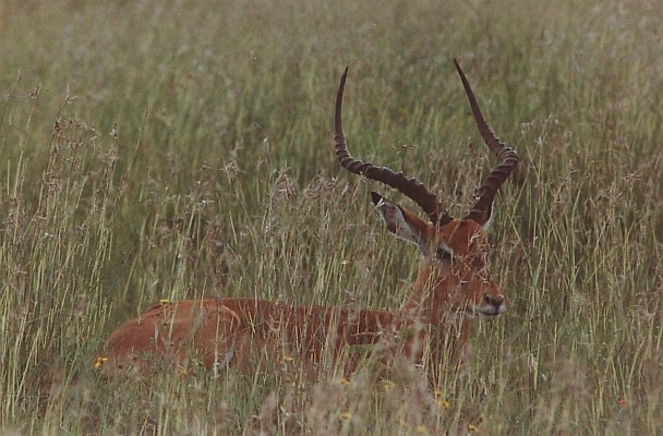26-Incontri in savana.jpg